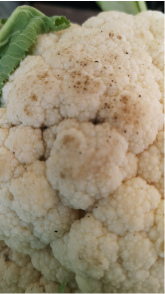 image.png.d9c7ca96761a4679dd9a4b3177ab734d.png